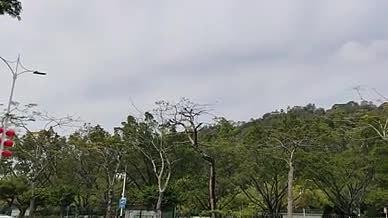 旅行树木树林雷岗塔视频的预览图